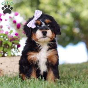 Jessie’s Girl, Mini Bernedoodle Puppy
